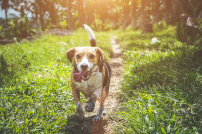 Judgement free - like our friendly dogs, such as this beagle walking down a trail in the sun.